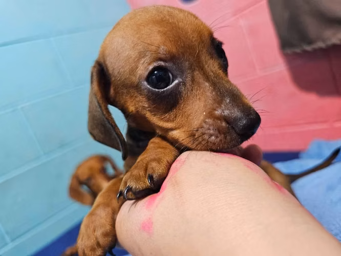 Perritos Dachshund salchicha - Imagen 5