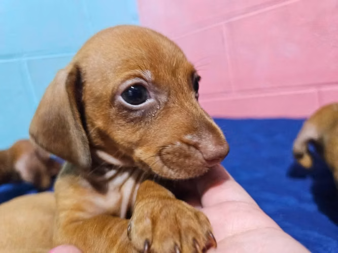 Perritos Dachshund salchicha - Imagen 3