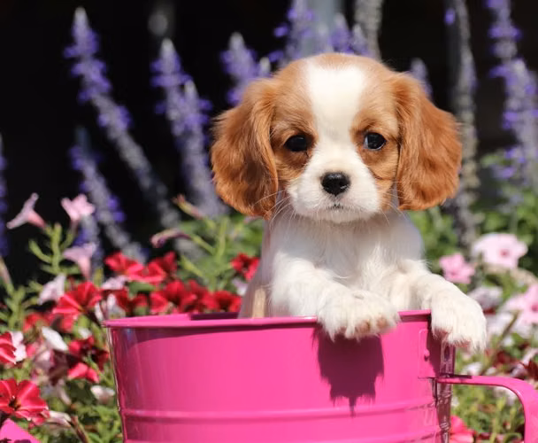  CAVALIER KING CHARLES SPANIEL EN ADOPCIÓN 