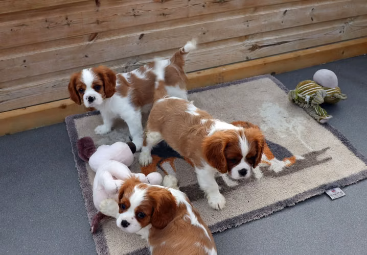  CAVALIER KING CHARLES SPANIEL EN ADOPCIÓN 