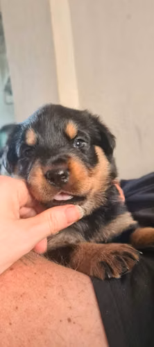  ROTTWEILER EN ADOPCIÓN — BUSCA SU FAMILIA PARA SIEMPRE 
