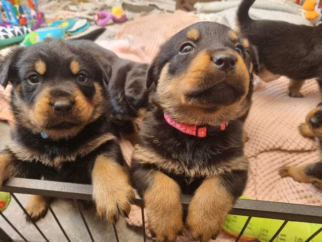  ROTTWEILER EN ADOPCIÓN — BUSCA SU FAMILIA PARA SIEMPRE 