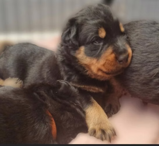  ROTTWEILER EN ADOPCIÓN — BUSCA SU FAMILIA PARA SIEMPRE 