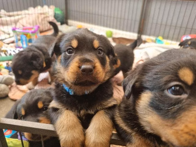  ROTTWEILER EN ADOPCIÓN — BUSCA SU FAMILIA PARA SIEMPRE 