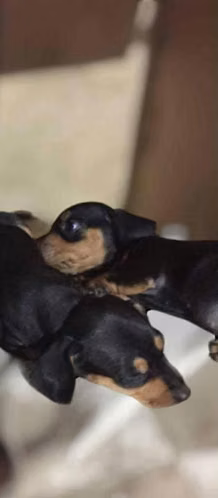 Bellos dachshun salchicha genética pelo largo - Imagen 2