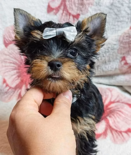 Adorable cachorritas Yorkshire Terrier - Imagen 4