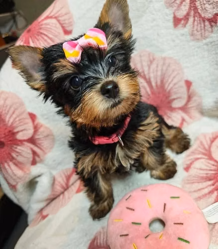 Adorable cachorritas Yorkshire Terrier