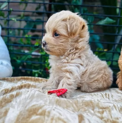 Preciosa cachorrita Maltipoo