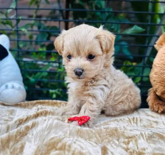 Preciosa cachorrita Maltipoo