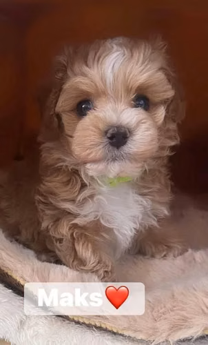 Cachorros Maltipoo F1b