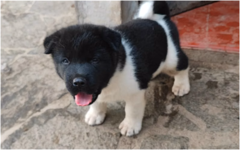 AKITA AMERICANO