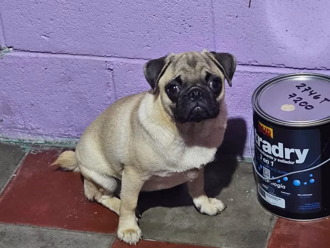 Pug - Imagen 1
