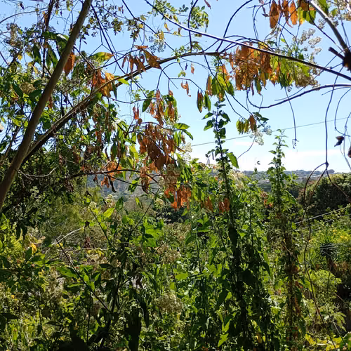 Se vende terreno