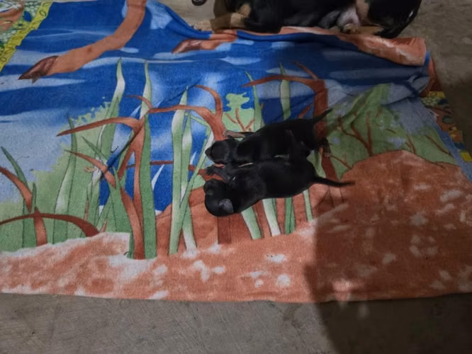 Chihuahuas