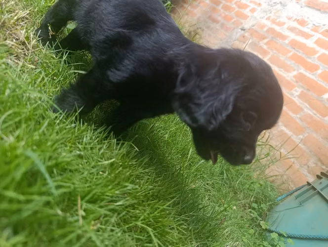 Cocker spaniel - Imagen 3