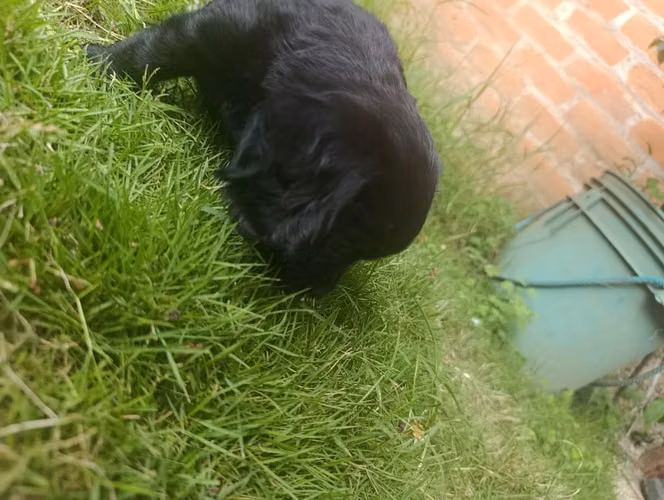 Cocker spaniel - Imagen 5