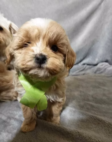 Splendida cucciola di Maltipoo