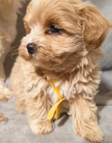 Splendida cucciola di Maltipoo