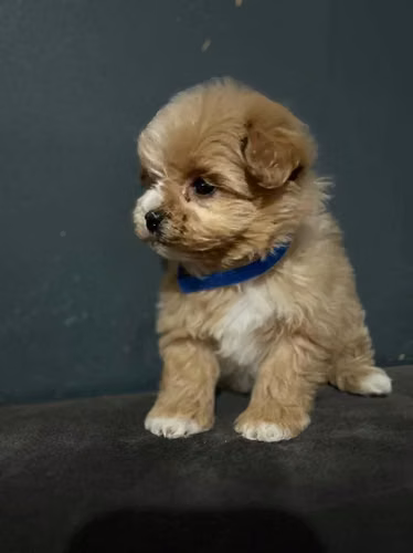 F1b Toy Maltipoo disponibles - Imagen 3