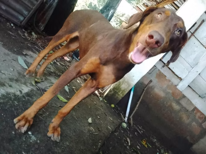 Doberman Hembra Donación