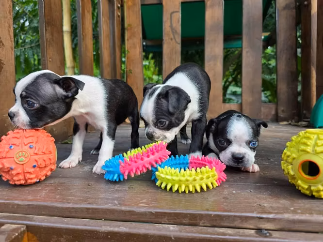 Boston terrier - Imagen 4