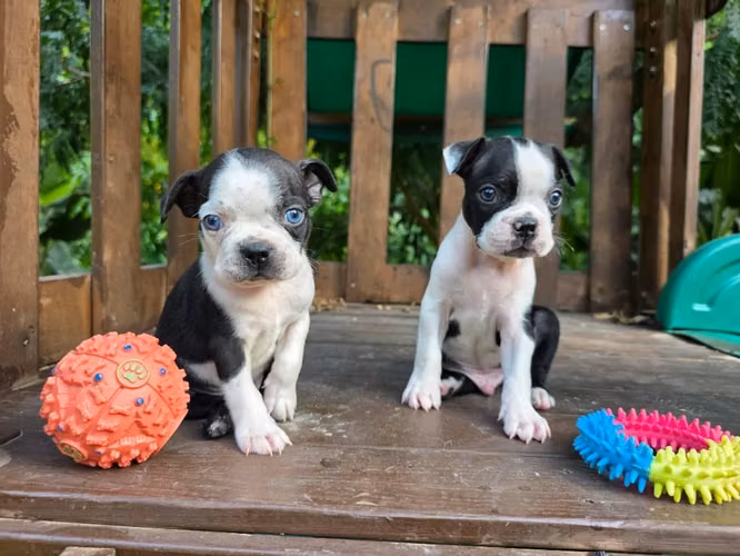 Boston terrier - Imagen 5