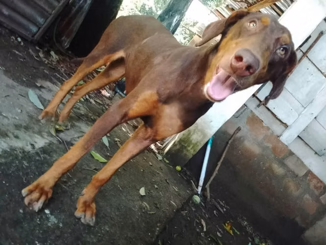 Doberman Hembra - Imagen 3