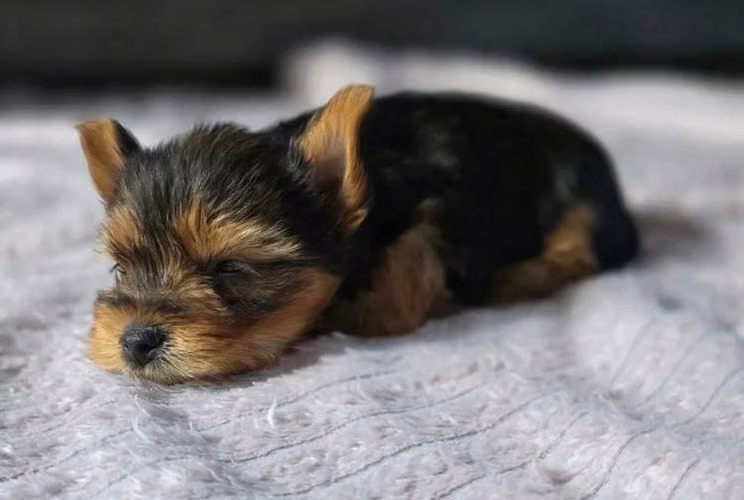Preciosos cachorros de Yorkshire terrier