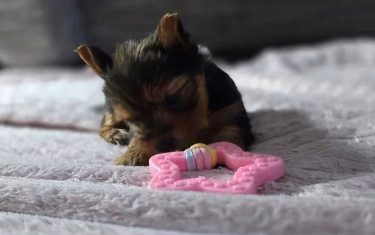 Preciosos cachorros de Yorkshire terrier