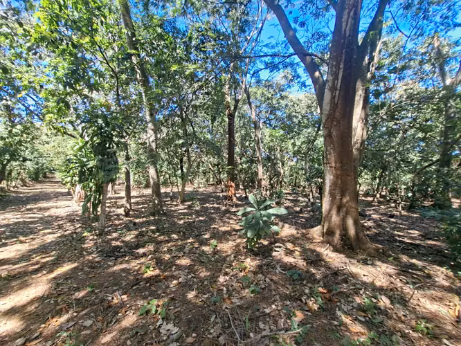 VENTA 1 MANZANA Y MEDIA AREA CEIBA PREÑADA SANTA ANA - Imagen 13