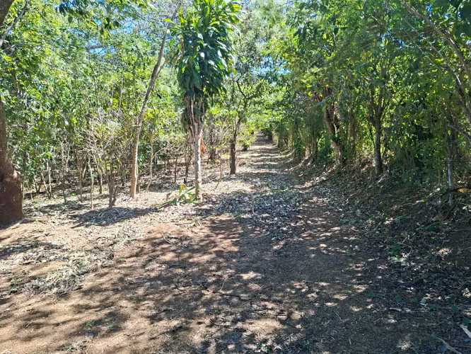 VENTA 1 MANZANA Y MEDIA AREA CEIBA PREÑADA SANTA ANA - Imagen 5