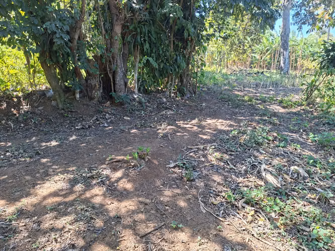VENTA 1 MANZANA Y MEDIA AREA CEIBA PREÑADA SANTA ANA - Imagen 10