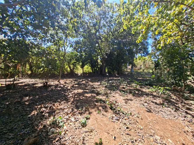 VENTA 1 MANZANA Y MEDIA AREA CEIBA PREÑADA SANTA ANA - Imagen 4