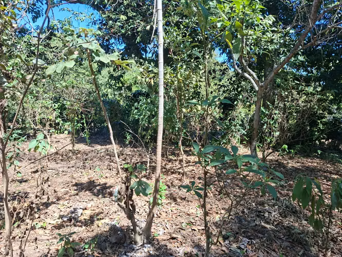 VENTA 1 MANZANA Y MEDIA AREA CEIBA PREÑADA SANTA ANA - Imagen 16