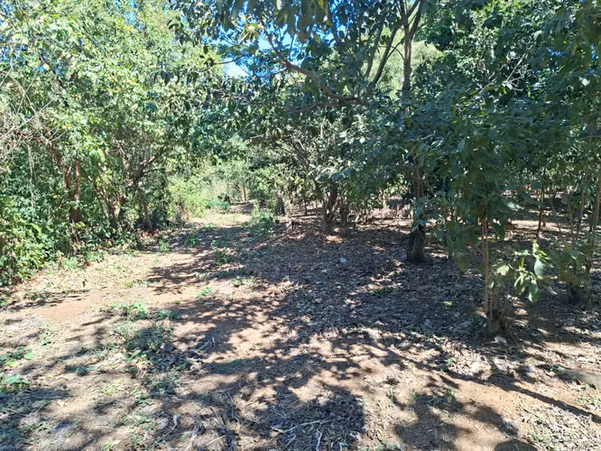 VENTA 1 MANZANA Y MEDIA AREA CEIBA PREÑADA SANTA ANA - Imagen 14