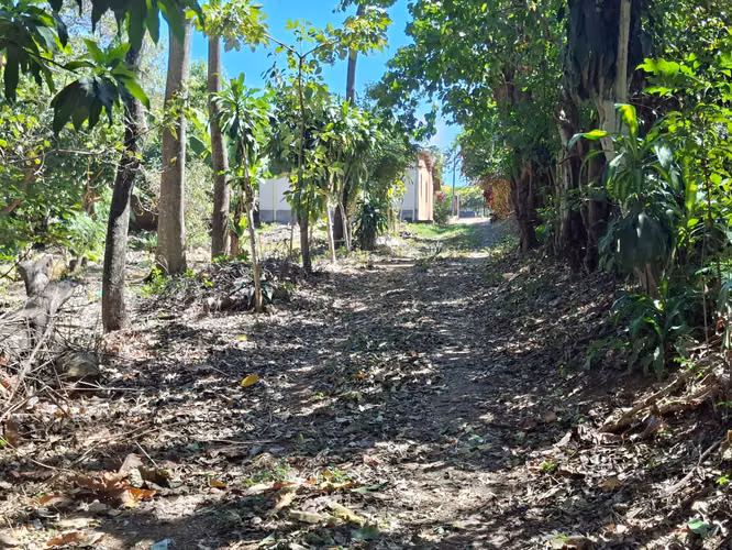 VENTA 1 MANZANA Y MEDIA AREA CEIBA PREÑADA SANTA ANA - Imagen 6