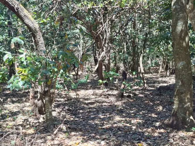 VENTA 1 MANZANA Y MEDIA AREA CEIBA PREÑADA SANTA ANA - Imagen 8