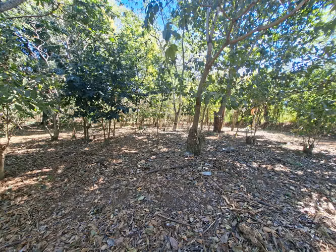 VENTA 1 MANZANA Y MEDIA AREA CEIBA PREÑADA SANTA ANA - Imagen 12