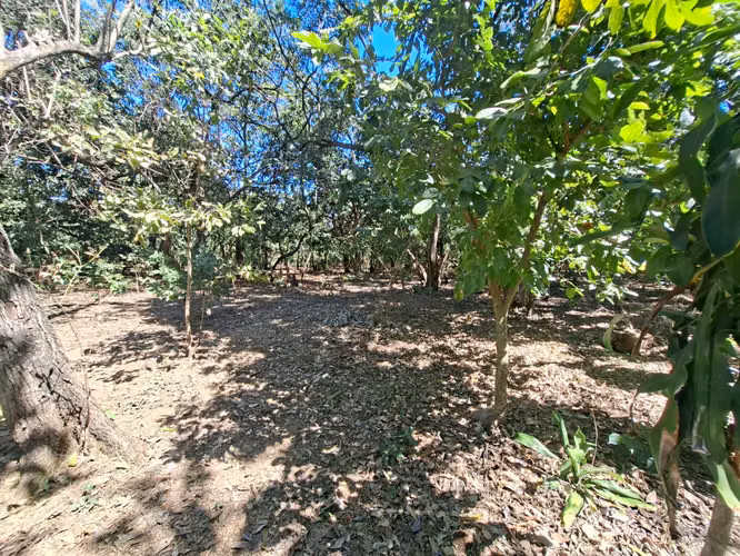 VENTA 1 MANZANA Y MEDIA AREA CEIBA PREÑADA SANTA ANA - Imagen 11