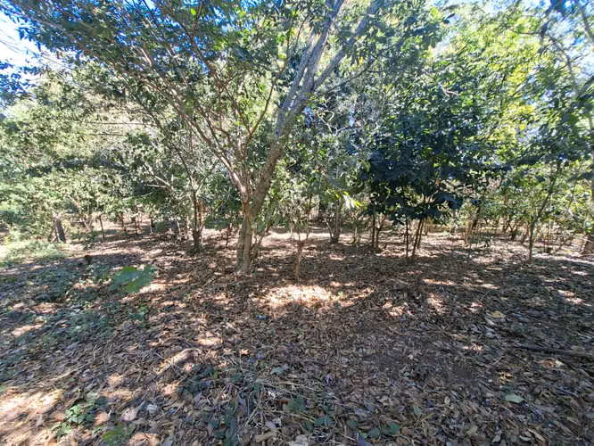 VENTA 1 MANZANA Y MEDIA AREA CEIBA PREÑADA SANTA ANA - Imagen 15
