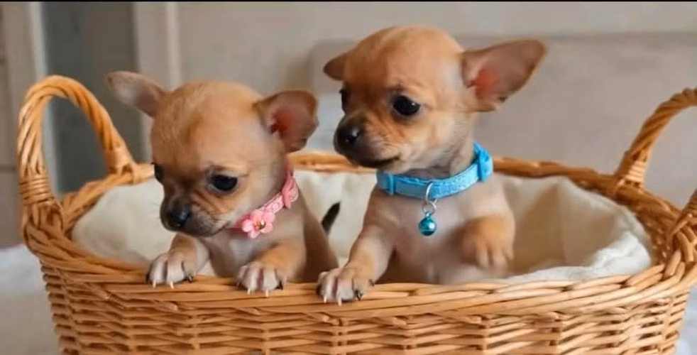 Chihuahua