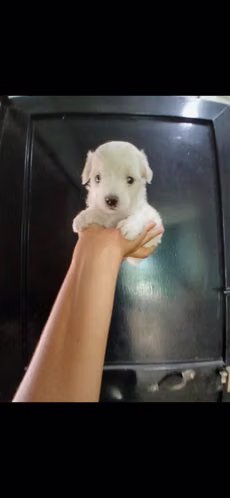 French mini toy hembra