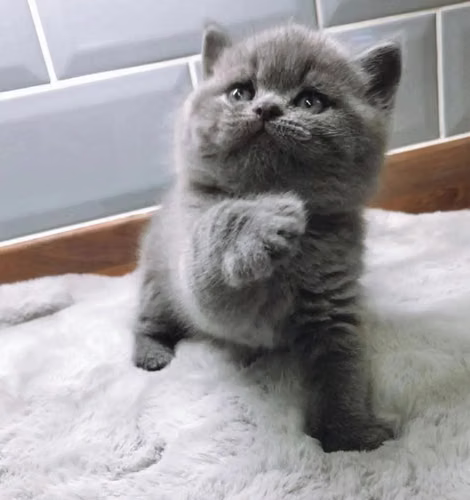 Gatito adorable de mejillas regordetas