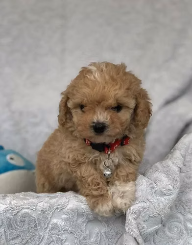 Maltipoo F1 hembras - Imagen 3