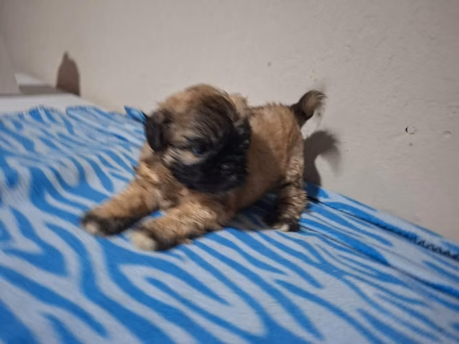 Shih tzu macho