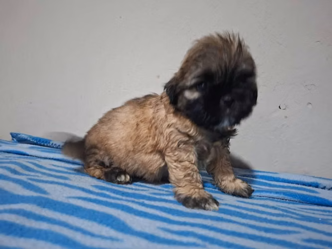 Shih tzu macho