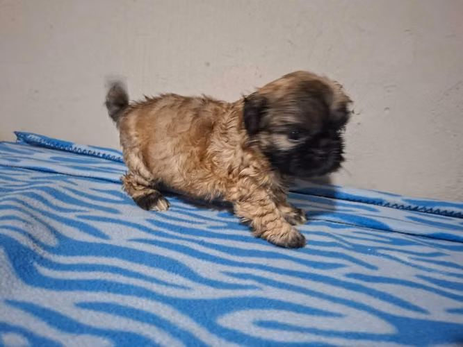 Shih tzu macho