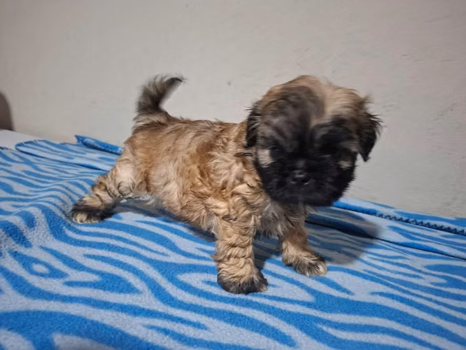 Shih tzu macho
