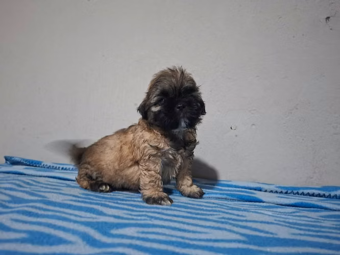 Shih tzu macho