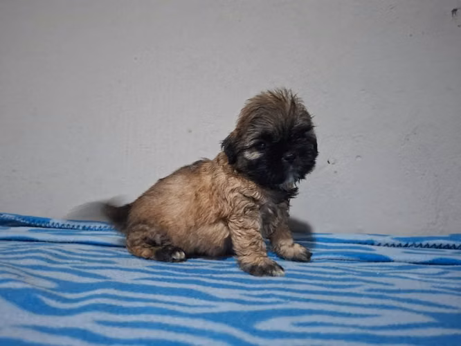 Shih tzu macho